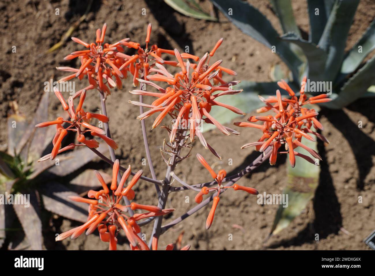 Blooming aloe maculata in an ornamental garden close-up Stock Photo