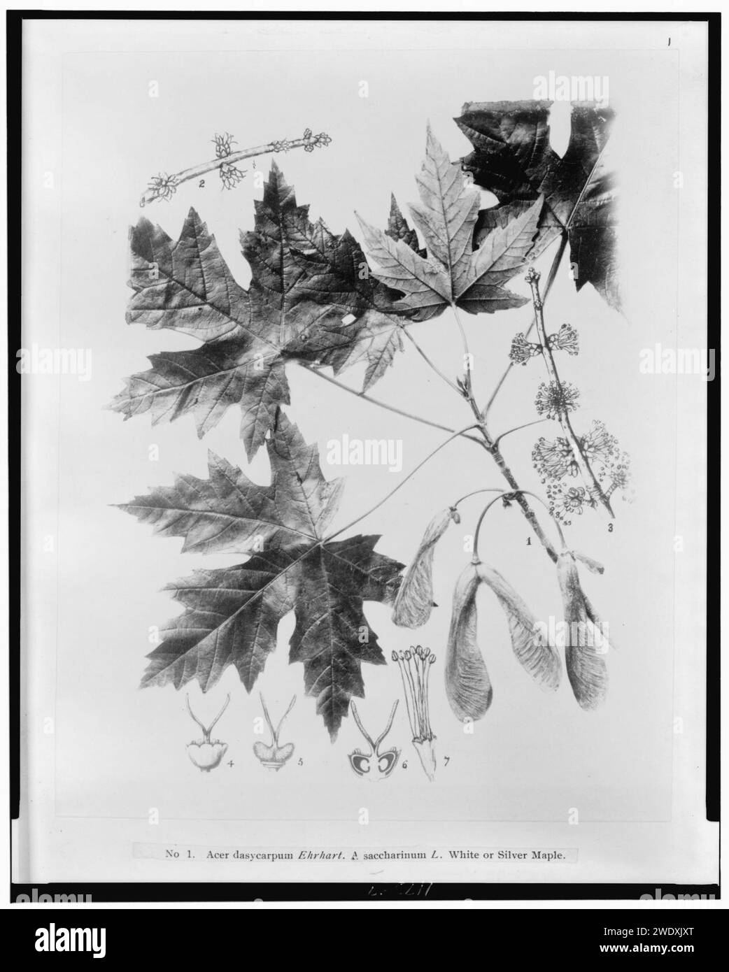 Acer dasycarpum Ehrhart - A saccharinum L. white or silver maple Stock Photo