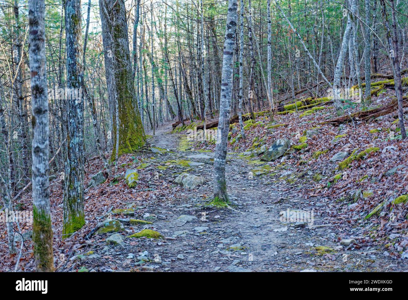 A small tree growing in the middle of a rocky trail in the mountains in a forest the path going around both sides of the tree in late wintertime Stock Photo
