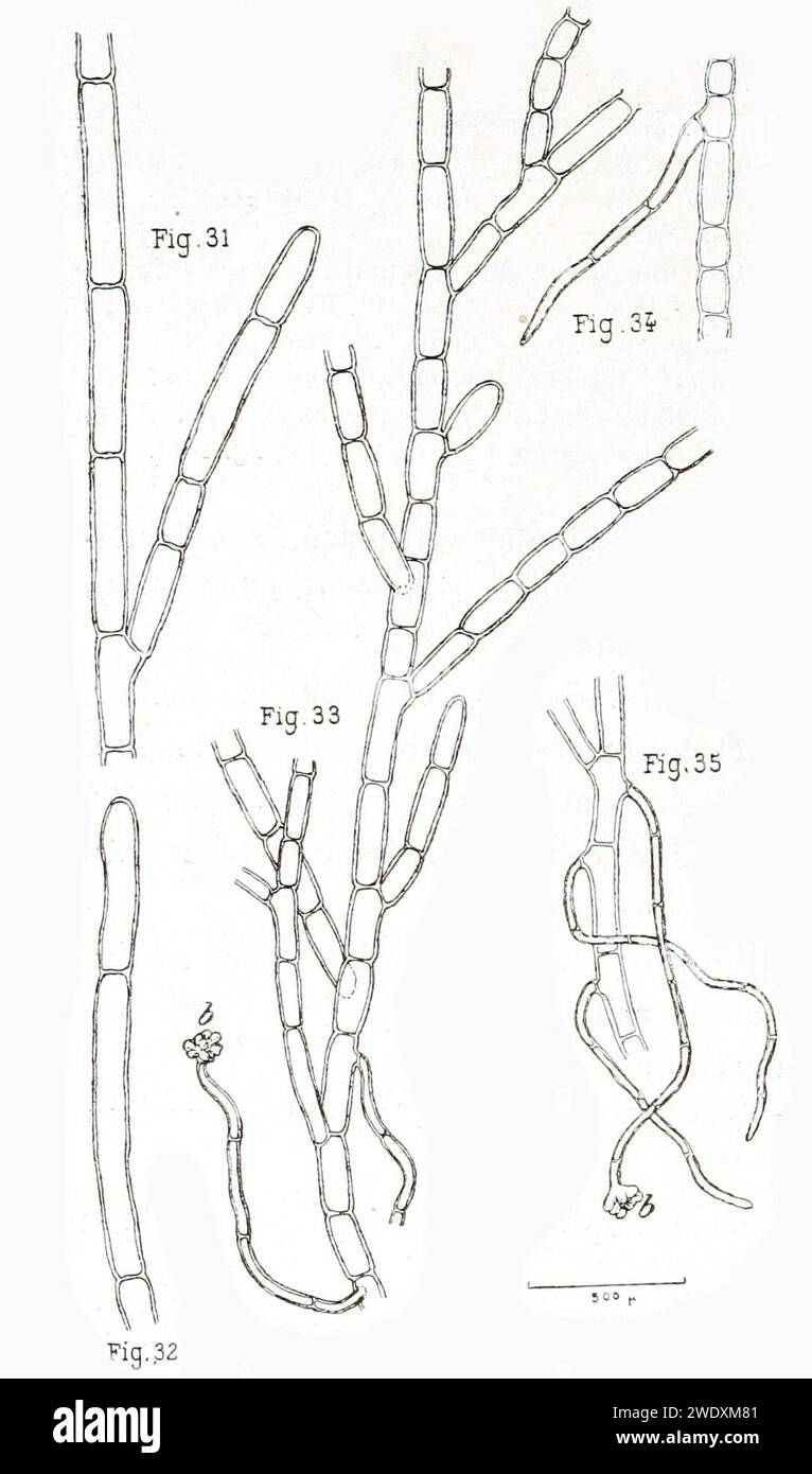 Acrosiphonia arcta in Gain 1912. Stock Photo