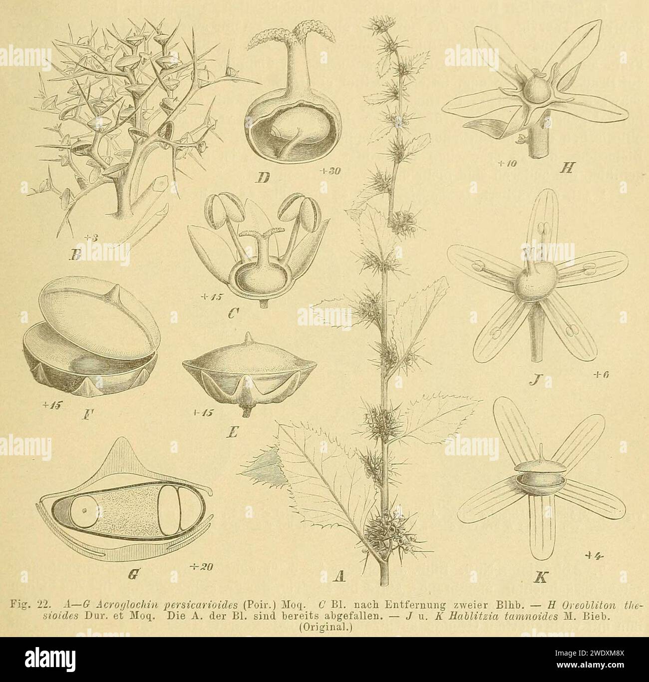 Acroglochin persicarioides, Oreobliton thesioides, Hablitzia tamnoides. Stock Photo