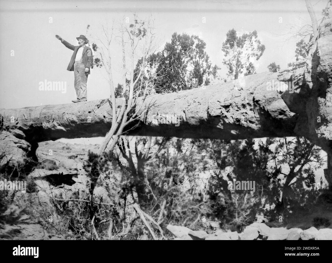 Adam Harmer, first Superintendent of the Petrified Forest of Arizona, standing on a tree bridge, ca.1900 Stock Photo