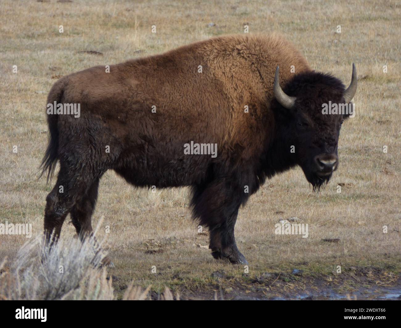 Mighty Yellowstone bison, Stock Photo