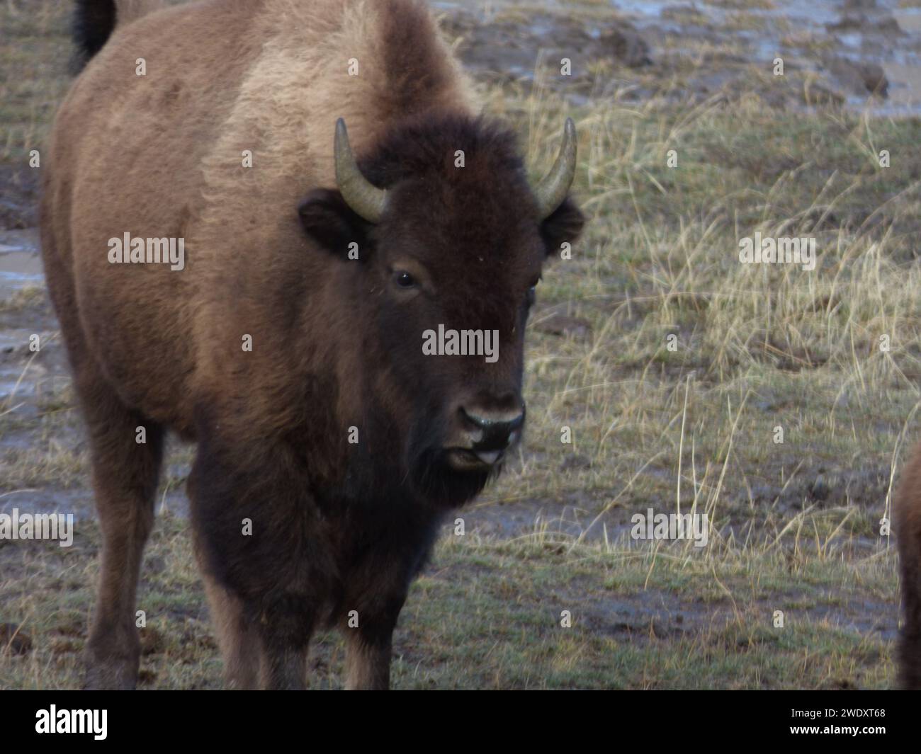 Yellowstone Bison portrait, Stock Photo