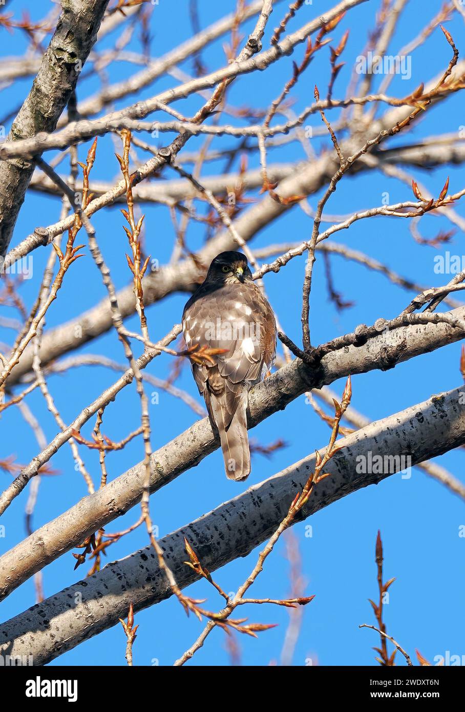 Eurasian sparrowhawk, northern sparrowhawk or simply the sparrowhawk, Sperber, Épervier d'Europe, Accipiter nisus, karvaly, Budapest, Hungary, Europe Stock Photo