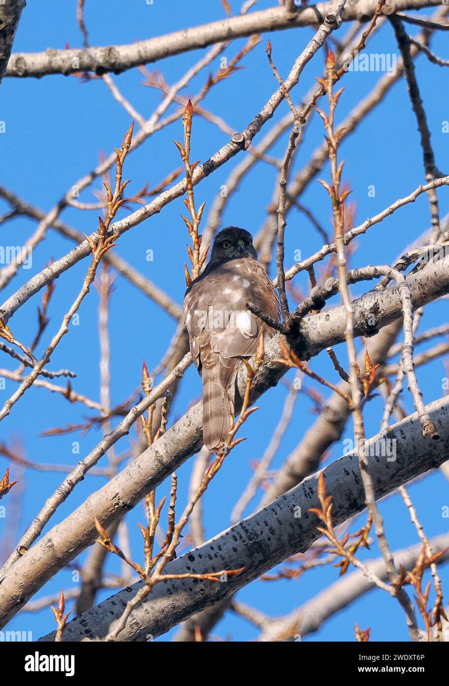 Eurasian sparrowhawk, northern sparrowhawk or simply the sparrowhawk, Sperber, Épervier d'Europe, Accipiter nisus, karvaly, Budapest, Hungary, Europe Stock Photo