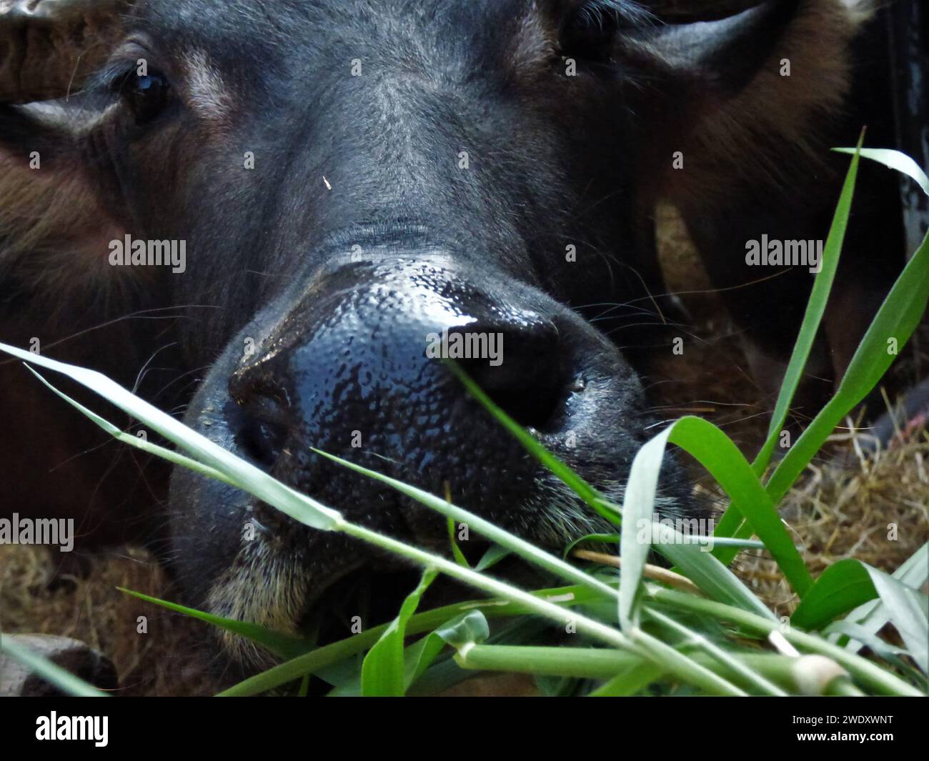 Close-up of a black cow's blissful moment at Wat Samian Nari Stock Photo
