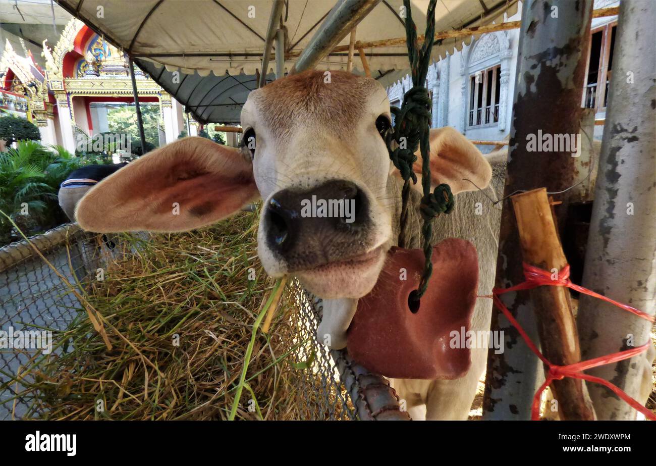 Beige cow with a smile at Wat Samian Nari Stock Photo