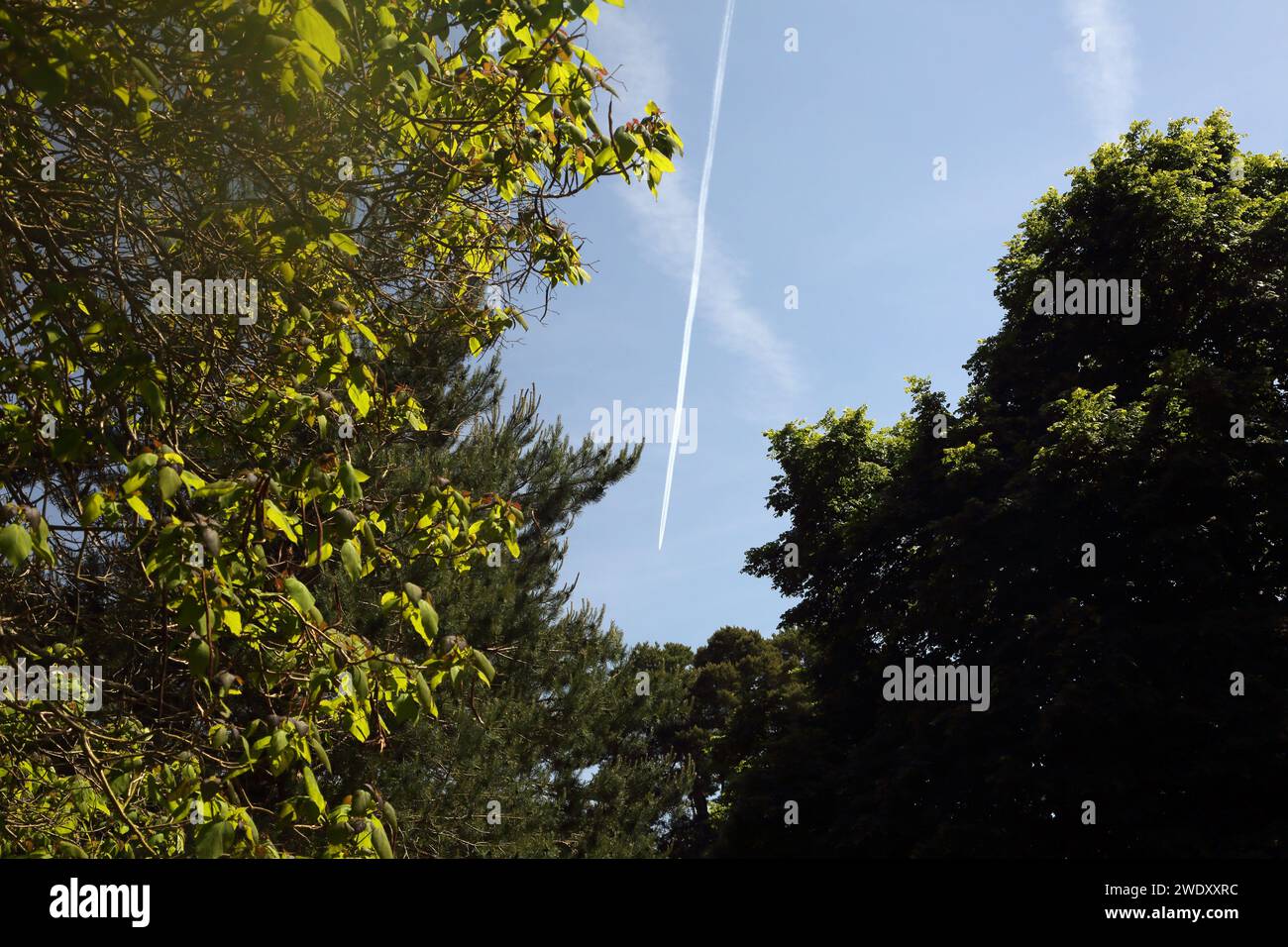 Aeroplane Contrails in Blue Sky Through Trees Surrey England Stock Photo