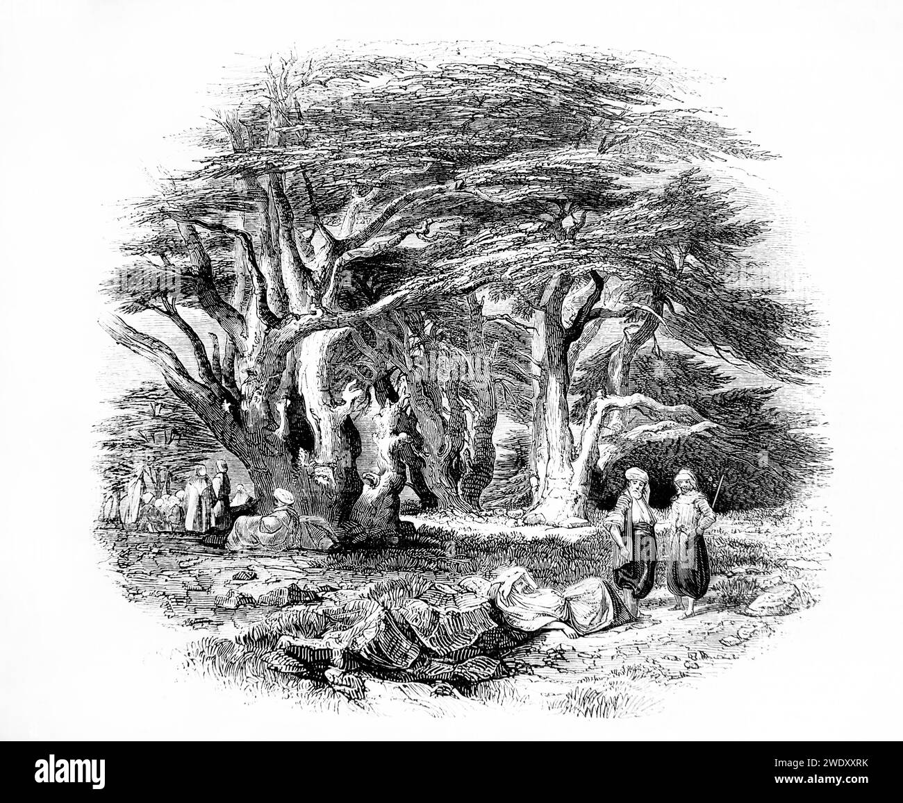 Illustration of the Cedars of Mount Lebanon from Laborde's 'Voyage En Orient' from the Illustrated Family Bible Stock Photo