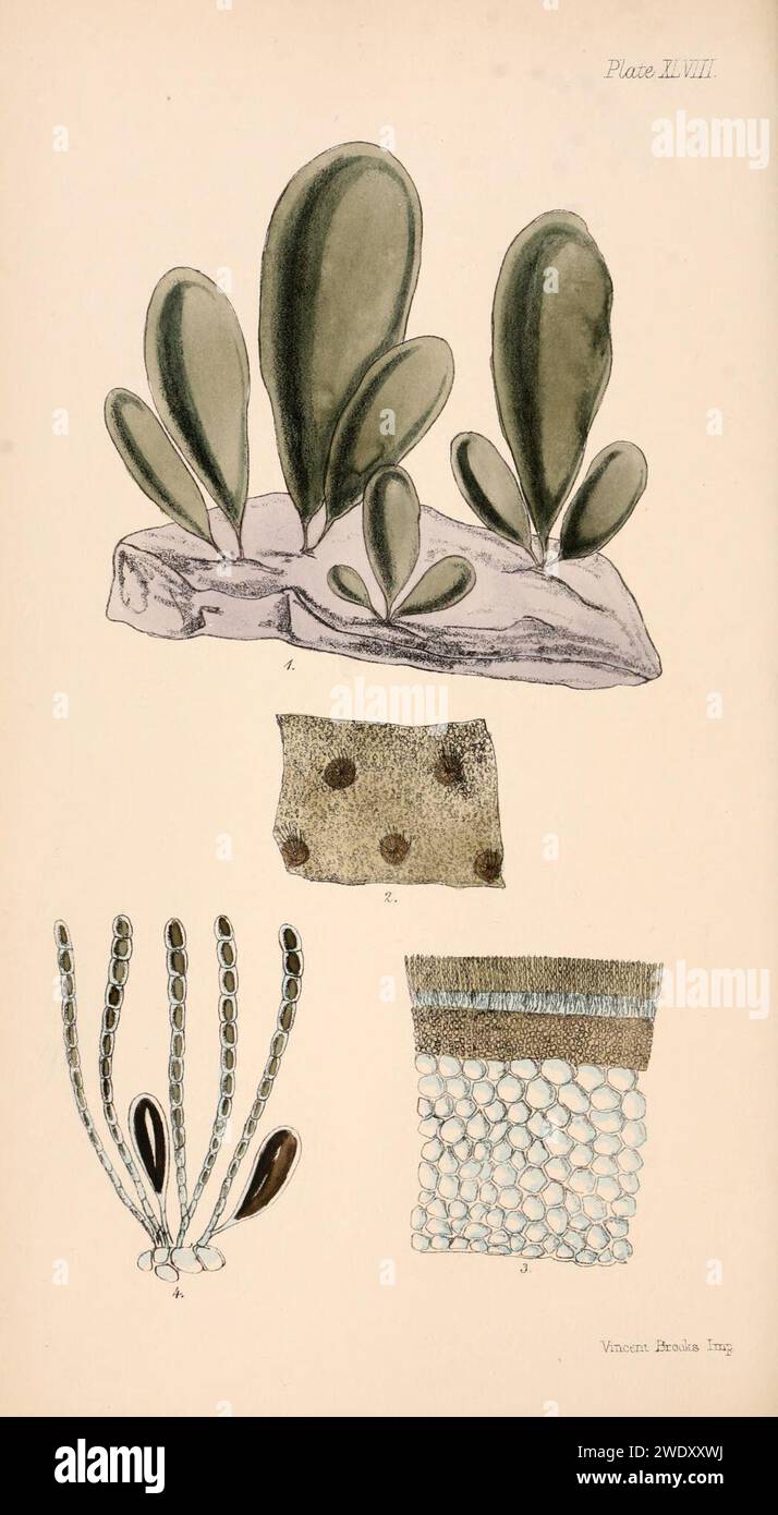 Adenocystis utricularis as Adenocystis lessonii in Harvey 1858. Stock Photo