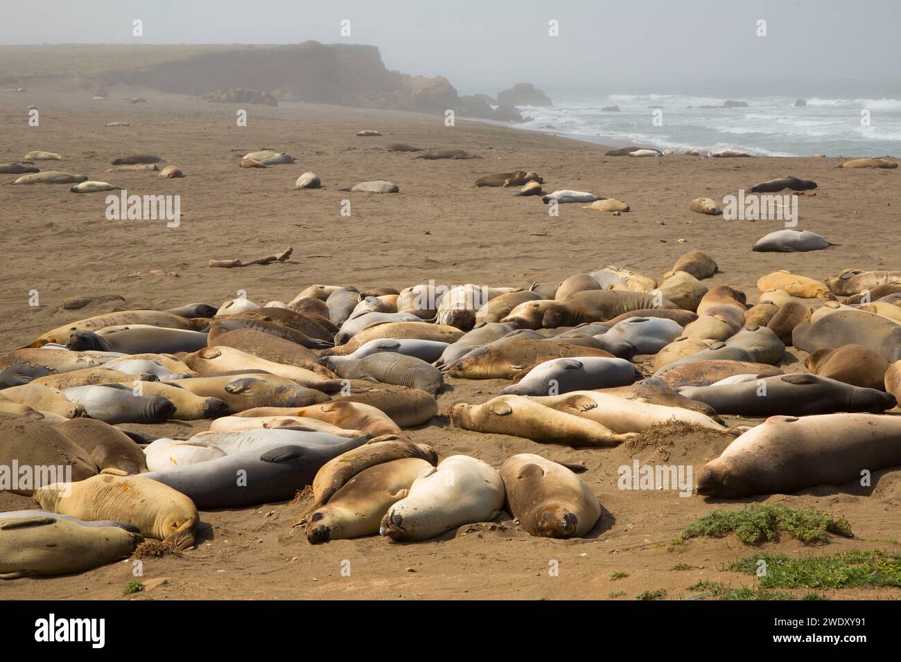 Elephant seals at Arroyo del Corral Beach, Hearst San Simeon State Park