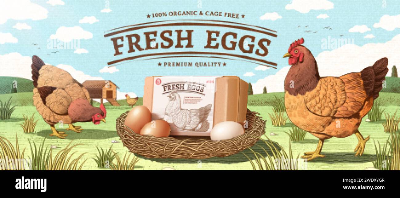 Natural farm product ad banner in engraving design with color. Happy hen walking around a nest with egg box mock up. Concept of free range chicken and Stock Vector