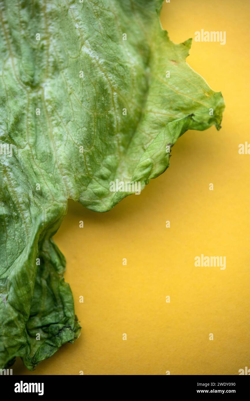 Detail of a piece of iceberg lettuce that's a few days old Stock Photo