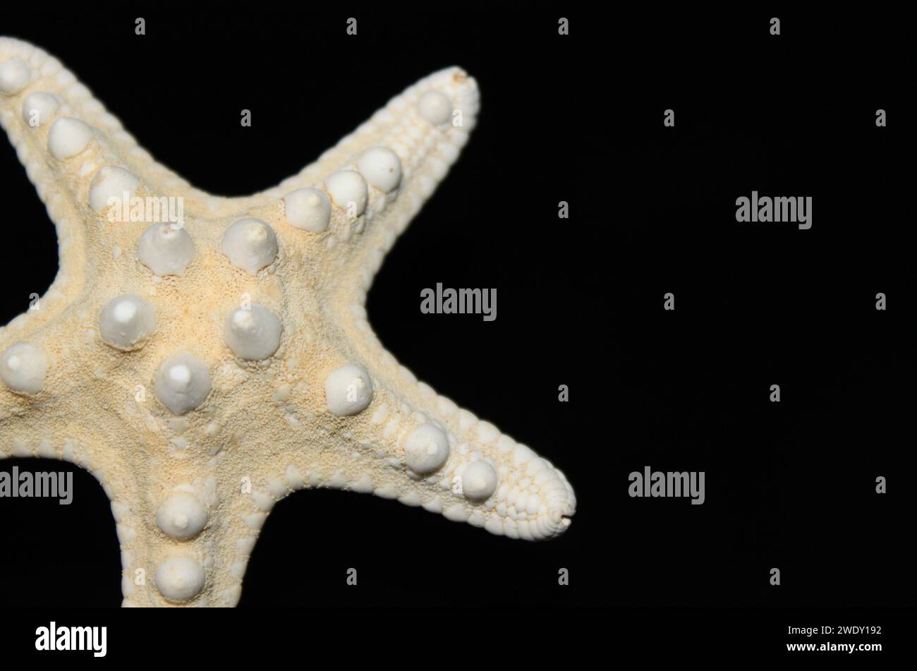 Sea starfish on a black background Stock Photo