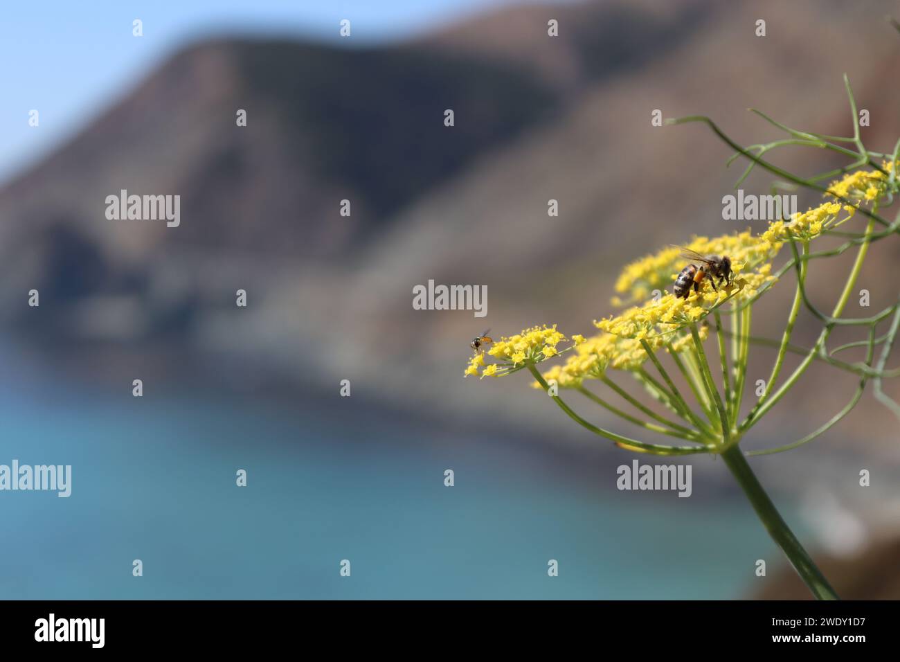 Mustard flowers with bee Stock Photo