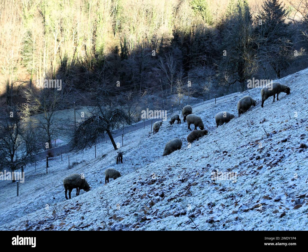 Group of sheep grazing in snowy landscape atop a hill Stock Photo - Alamy