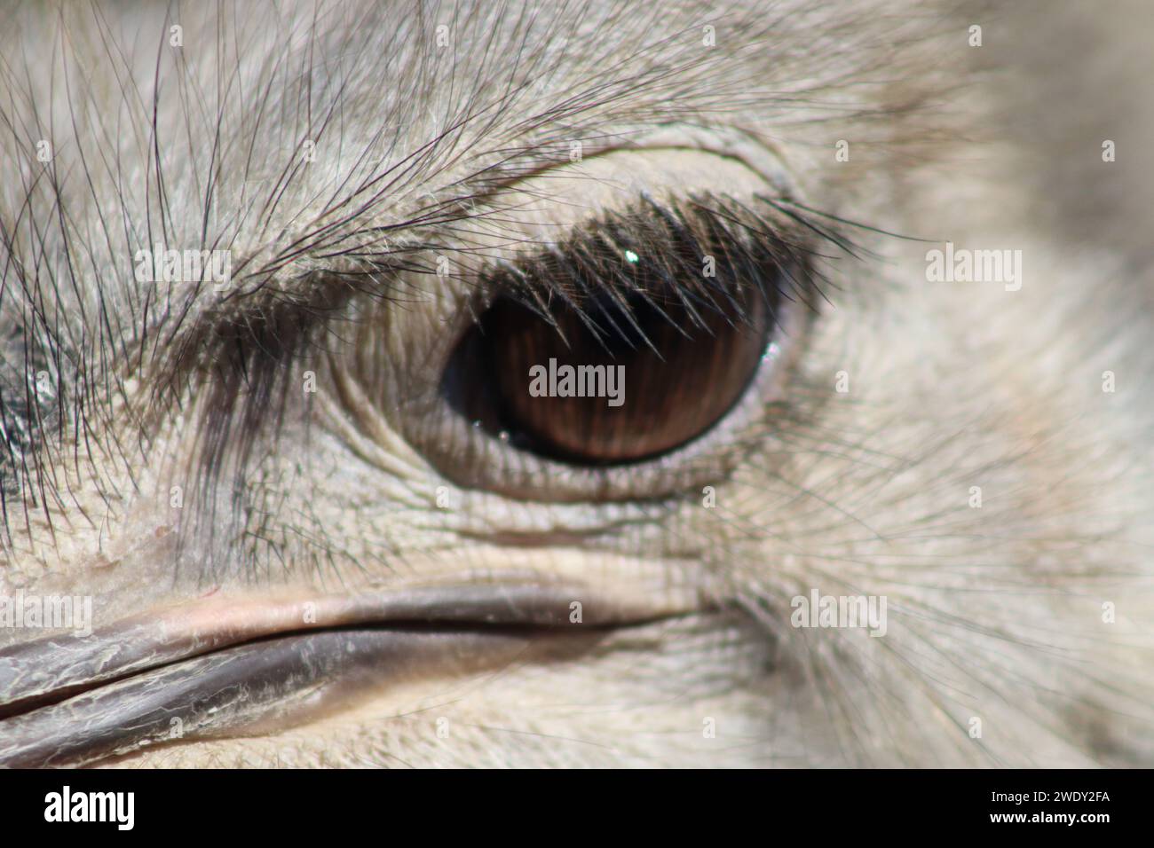 Ostrich gaze details Stock Photo