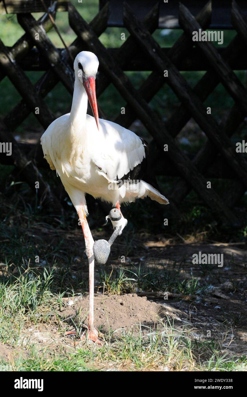 a stork is a strong symbol , a long legged wading bird a stork is a strong symbol Stock Photo