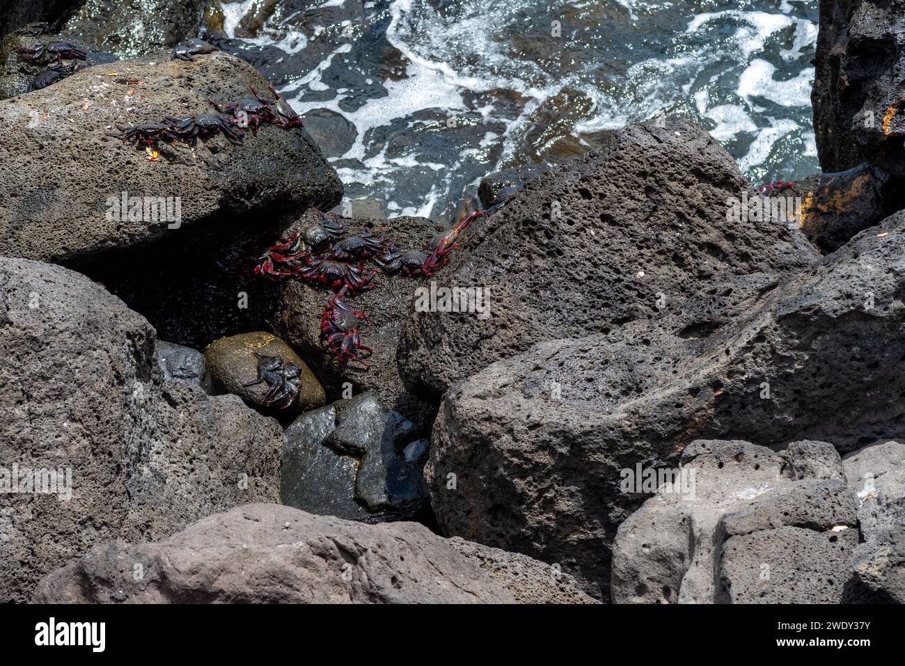 Red rock crabs, grapsus adscensionis, sunbathing on rocks on the coast of Lanzarote, Spain Stock Photo