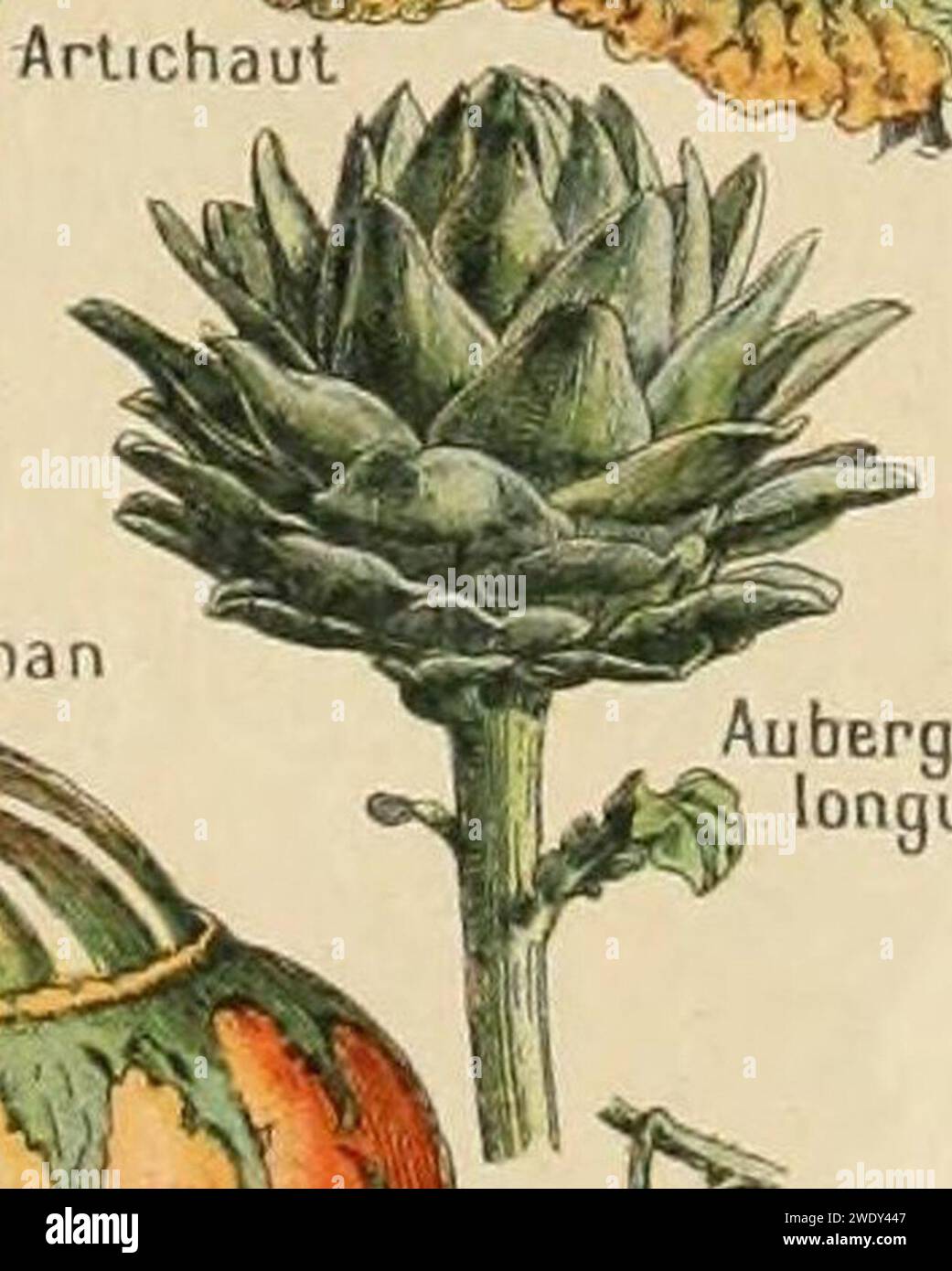 Adolphe Millot legume et plante potageres-pour tous artichaut. Stock Photo