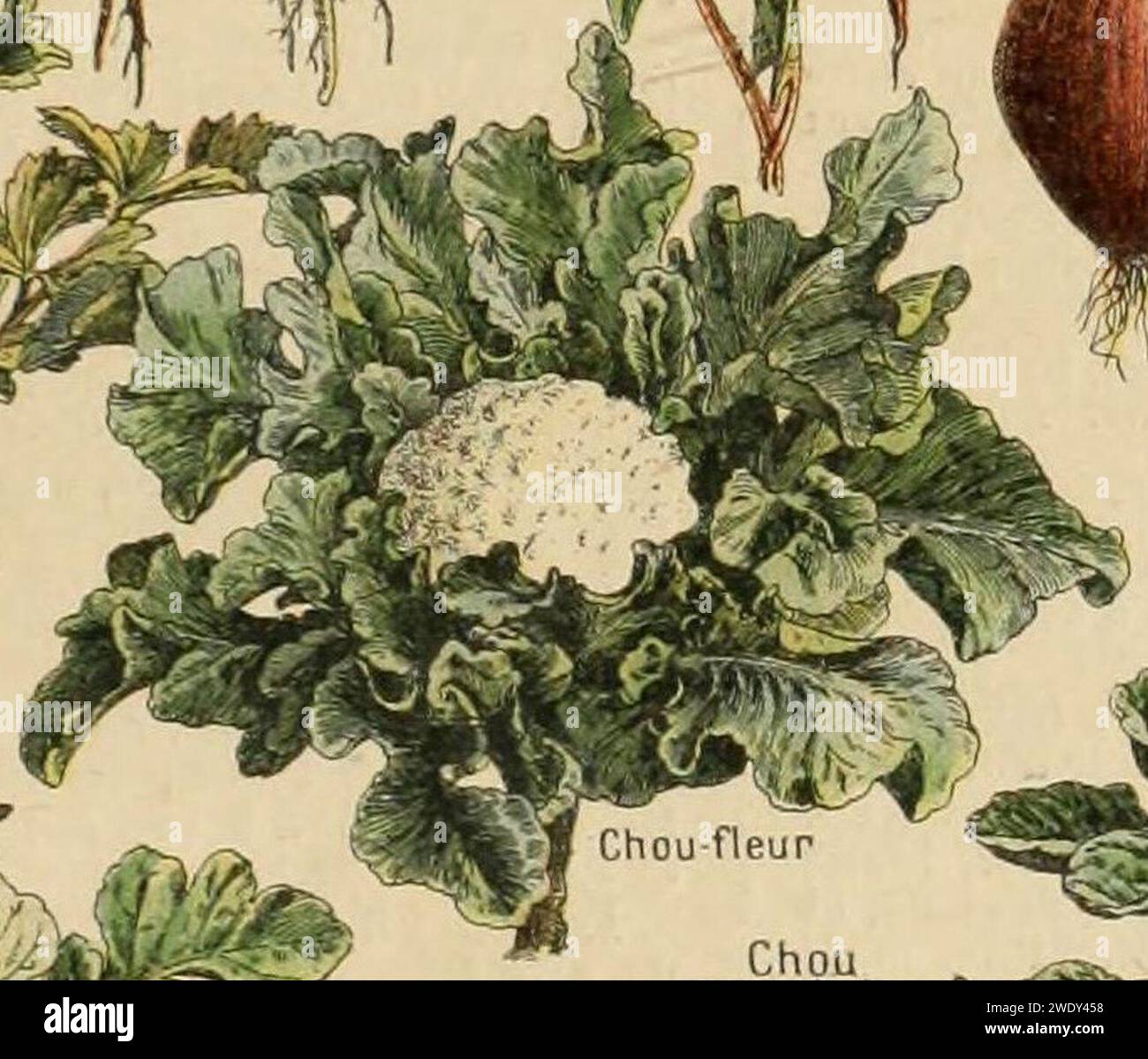 Adolphe Millot legume et plante potageres-pour tous chou fleur. Stock Photo