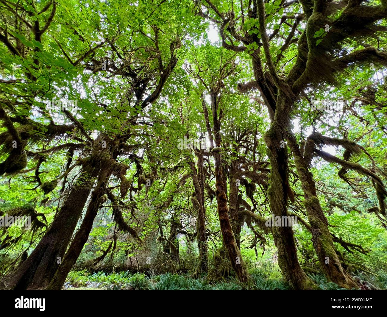 Hoh Rain Forest in Olympic National Park Stock Photo