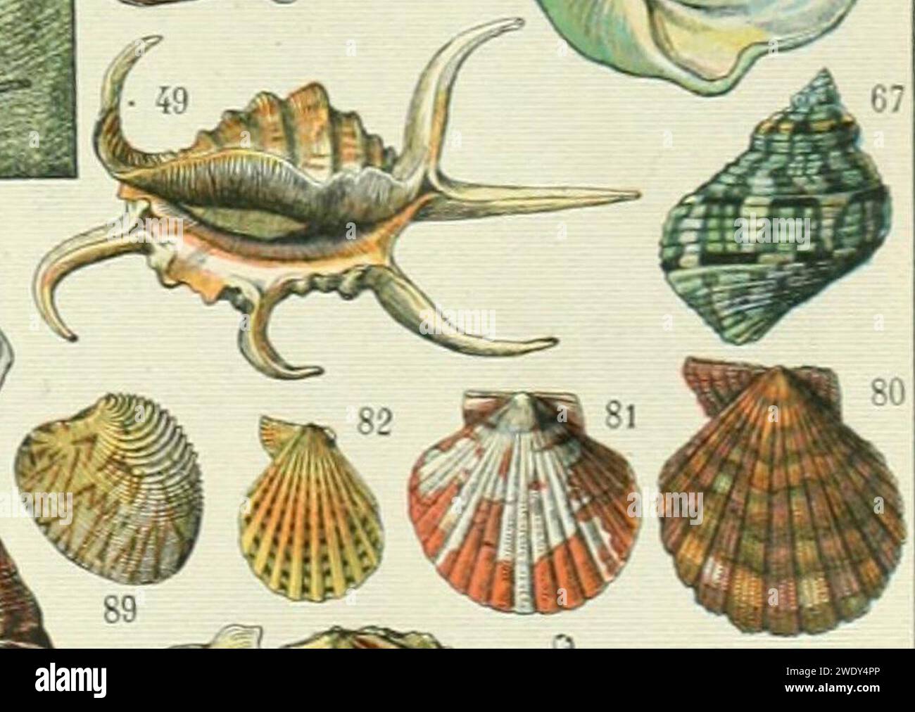 Adolphe Millot mollusques (cropped-03) 09. Stock Photo