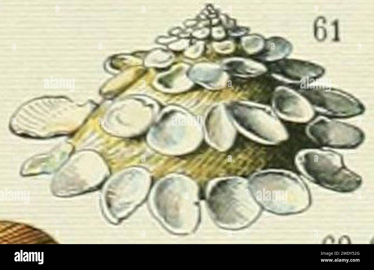 Adolphe Millot mollusques xenophore corrugata. Stock Photo