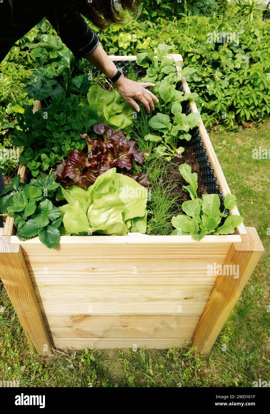 Hochbeet mit Gemüse Stock Photo