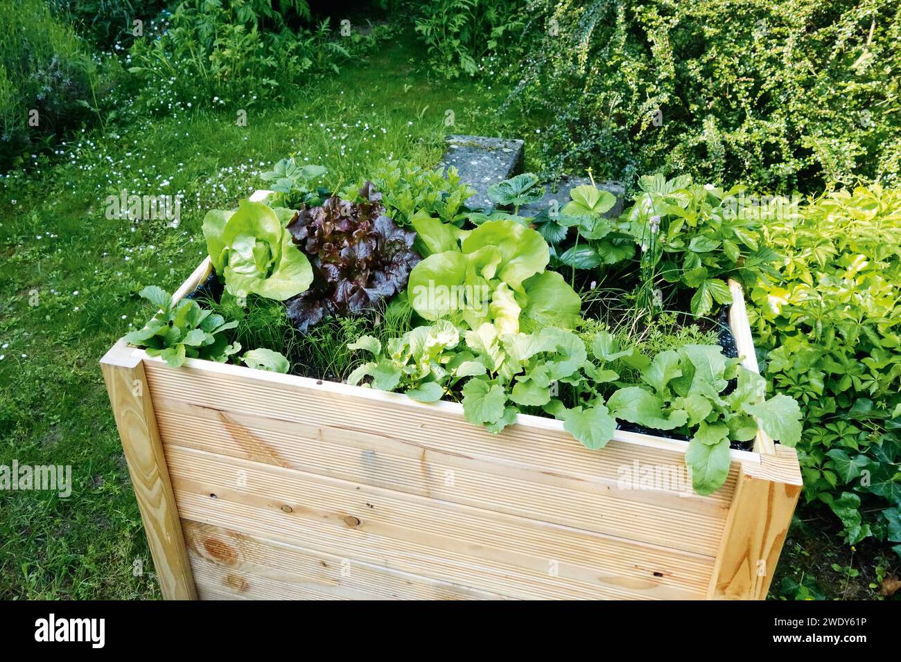Hochbeet gemüse holz hi-res stock photography and images - Alamy