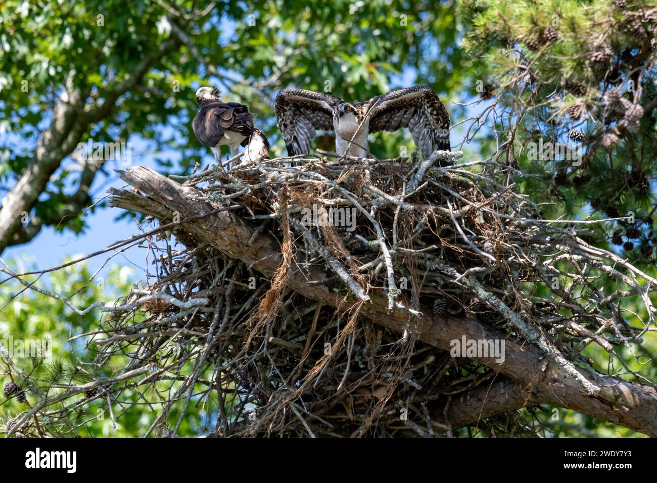 3 Nesting Osprey with Juvenile Spreading Wings Stock Photo - Alamy