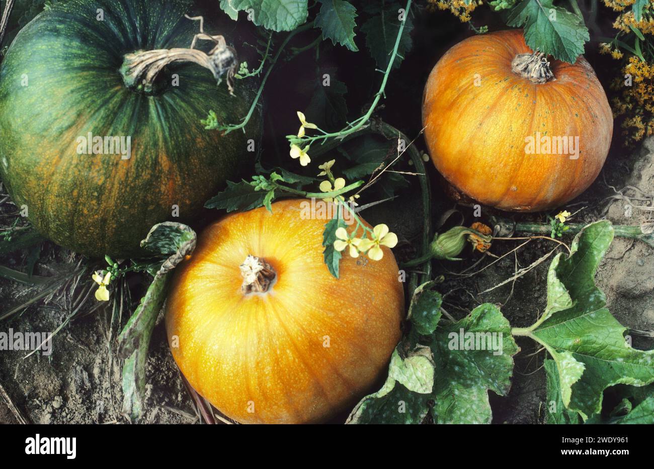 Pumpkins on the ground growing in the field. Autumn pumpkin harvest in New England USA Stock Photo