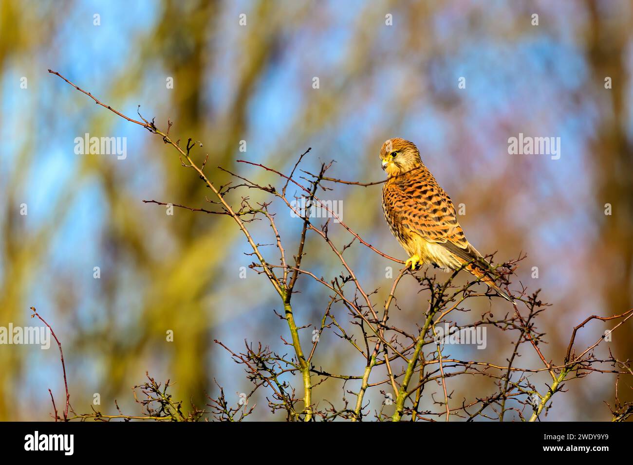 Female Kestrel, Falco tinnunculus, perched on a tree branch Stock Photo
