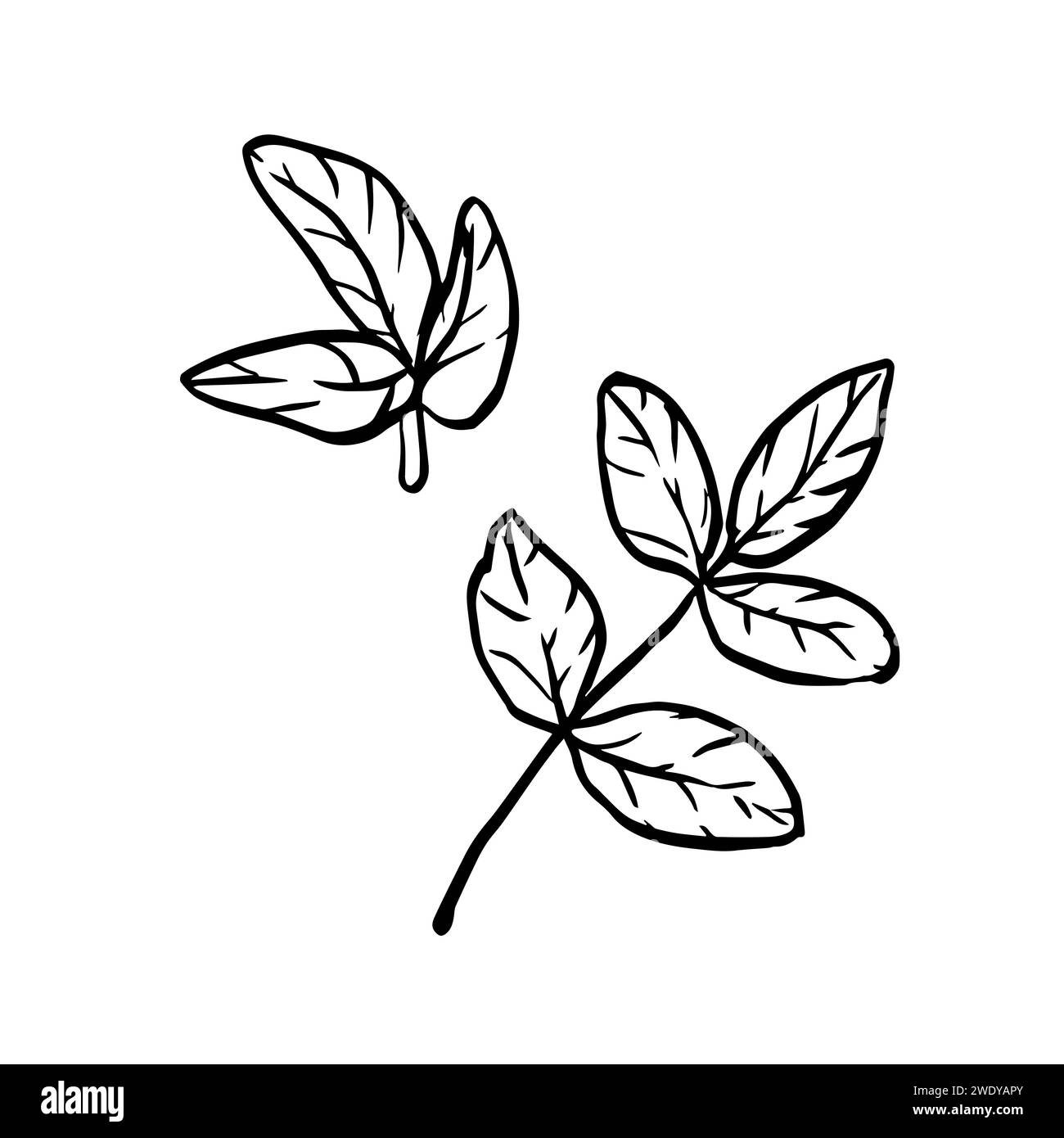 Vector black line contour rose hip leaves, hand drawn floral graphic illustration isolated on a white background. Clip art wild rose for the design, p Stock Vector