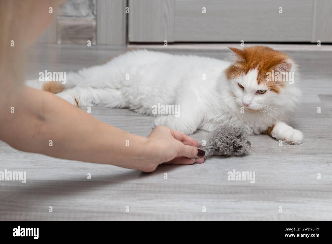 woman plays with cat teasing her with toy mouse. toy mouse for cat. man playing with cat. Stock Photo