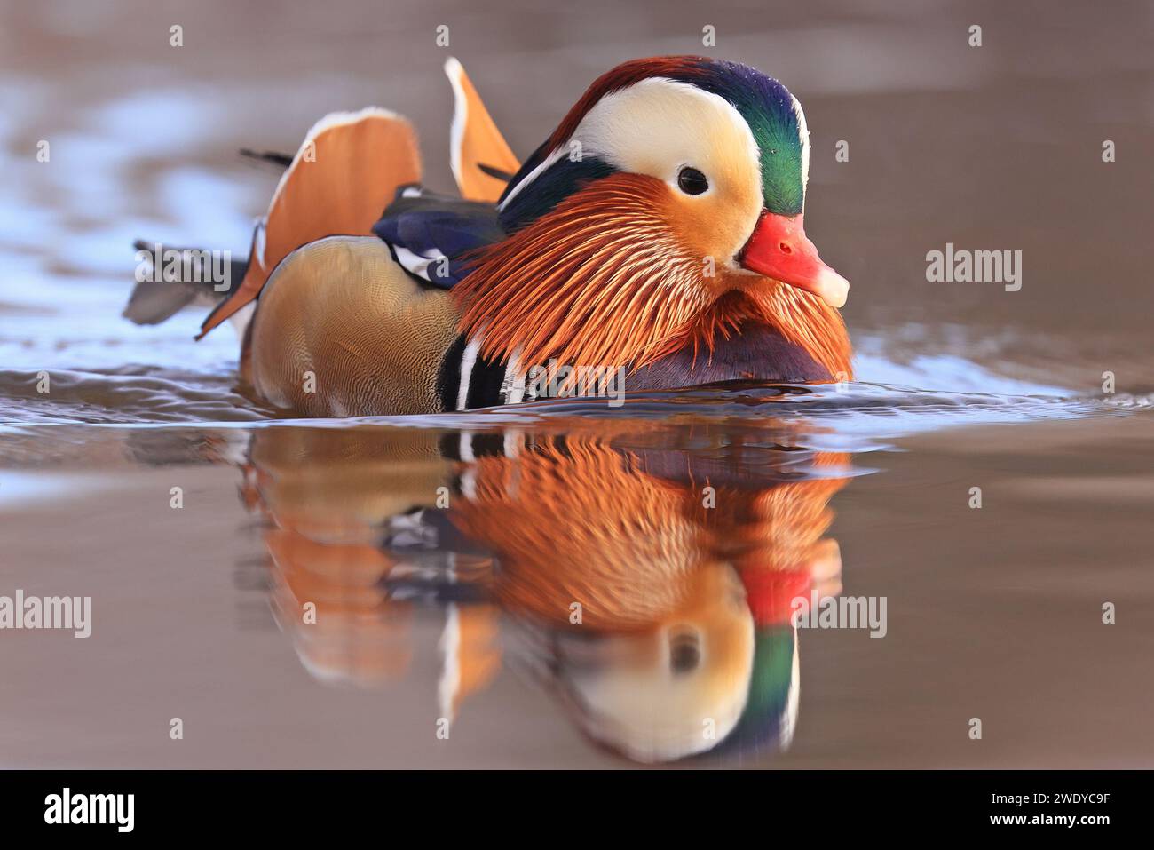 Mandarin duck portrait in winter with nice reflections Stock Photo