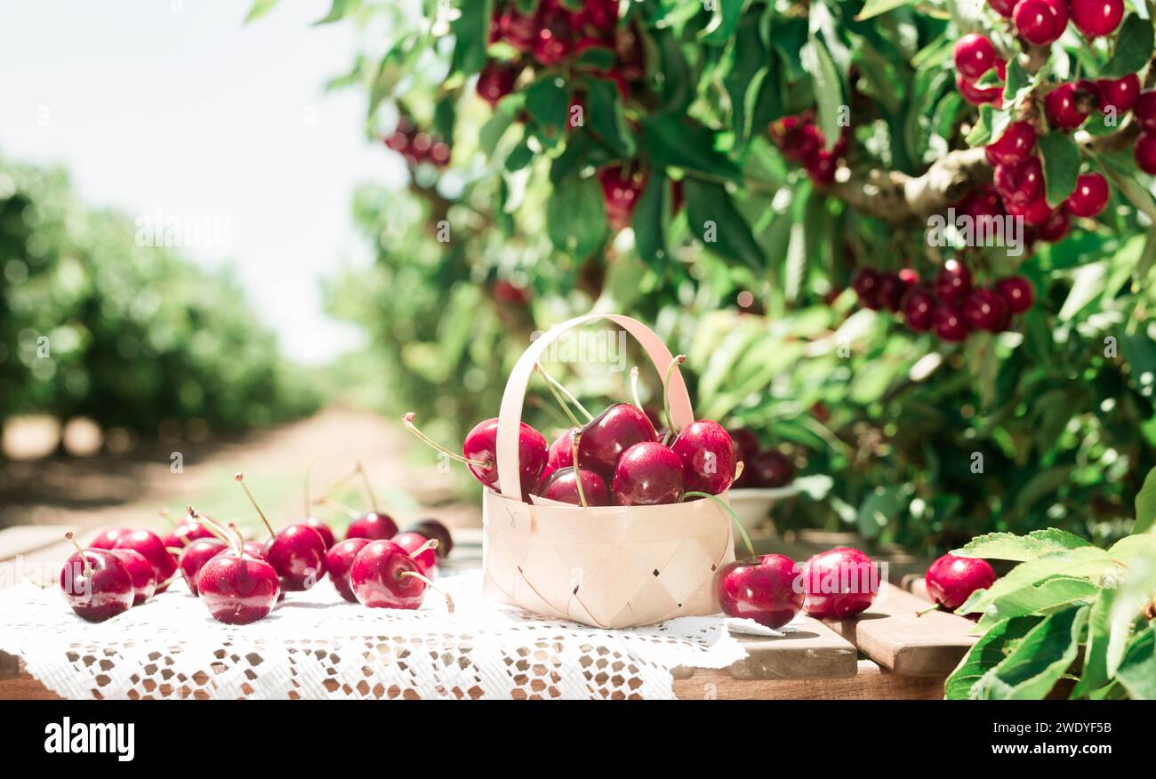 Still life of cherries in wicker basket on table in garden Stock Photo