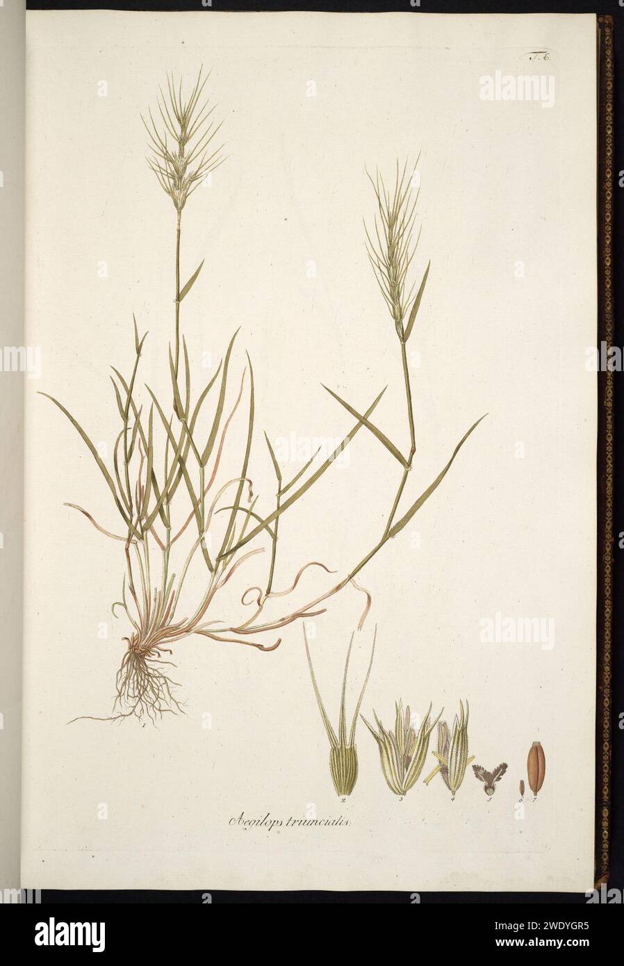 Aegilops triuncialis illustratie (01). Stock Photo