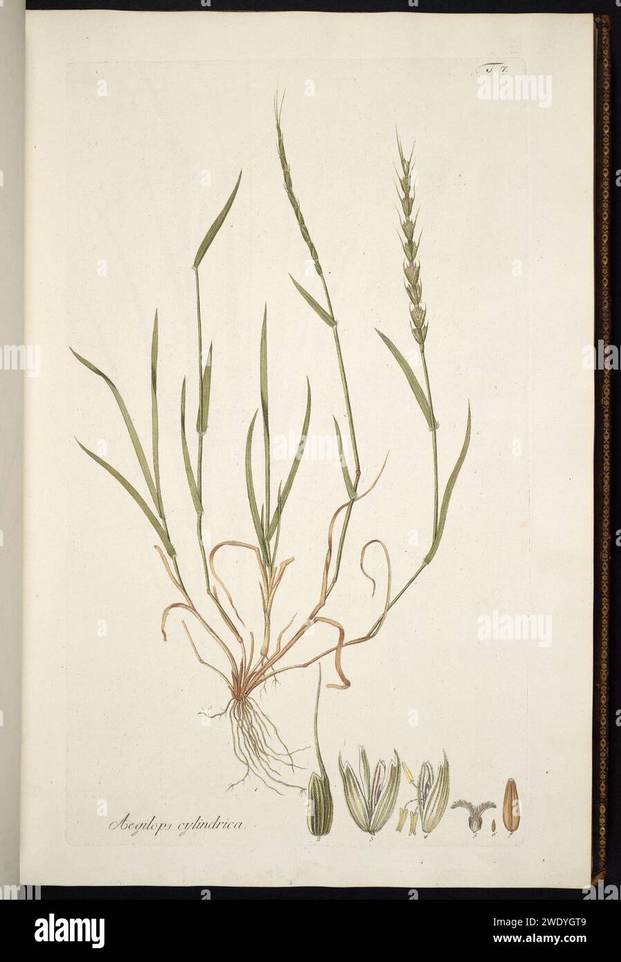 Aegilops cylindrica illustration (01). Stock Photo