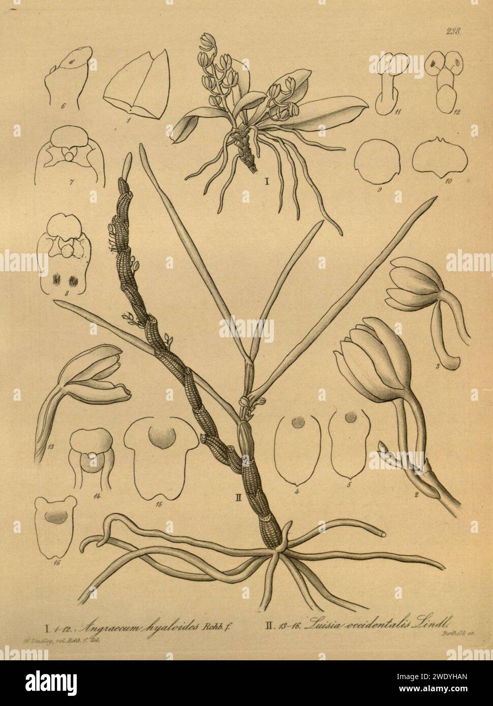 Aerangis hyaloides (as Angraecum hyaloides) - Luisia occidentalis - Xenia 3 pl 238. Stock Photo