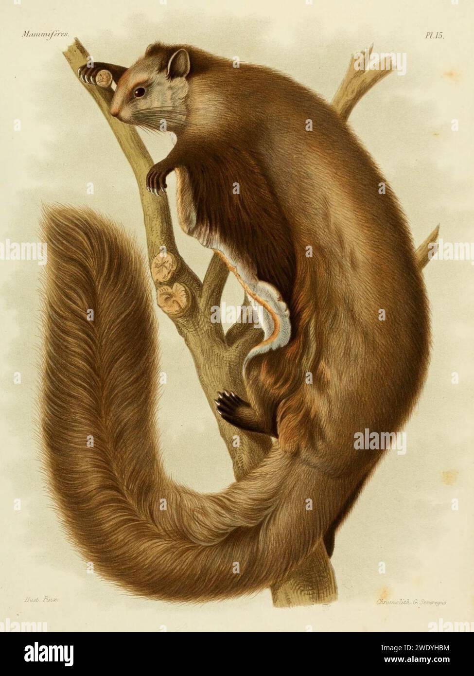 Aeretes melanopterus hi-res stock photography and images - Alamy