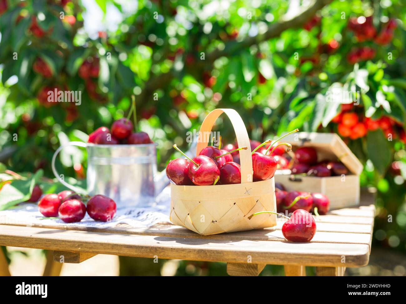 Still life of cherries on table in garden Stock Photo