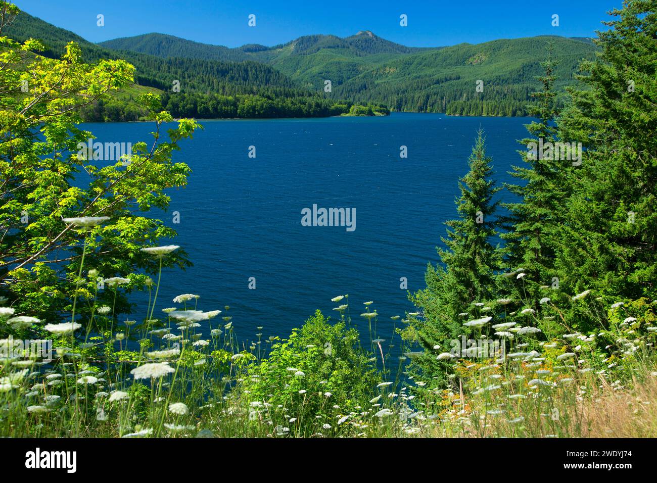 Swift Reservoir, Skamania County, Washington Stock Photo Alamy