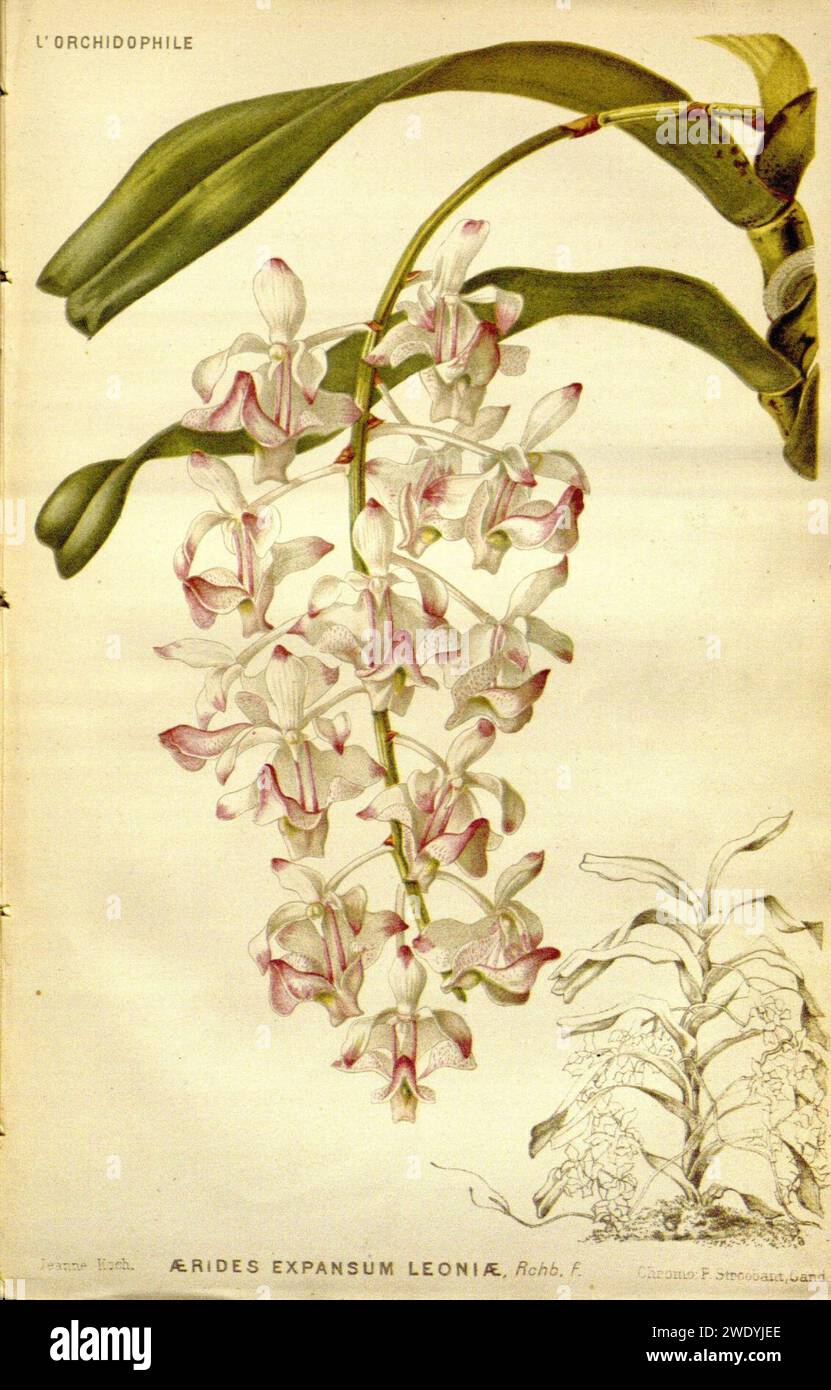 Aerides falcata (as Aerides expansa leoniae) Orchidophile V5 (1885). Stock Photo