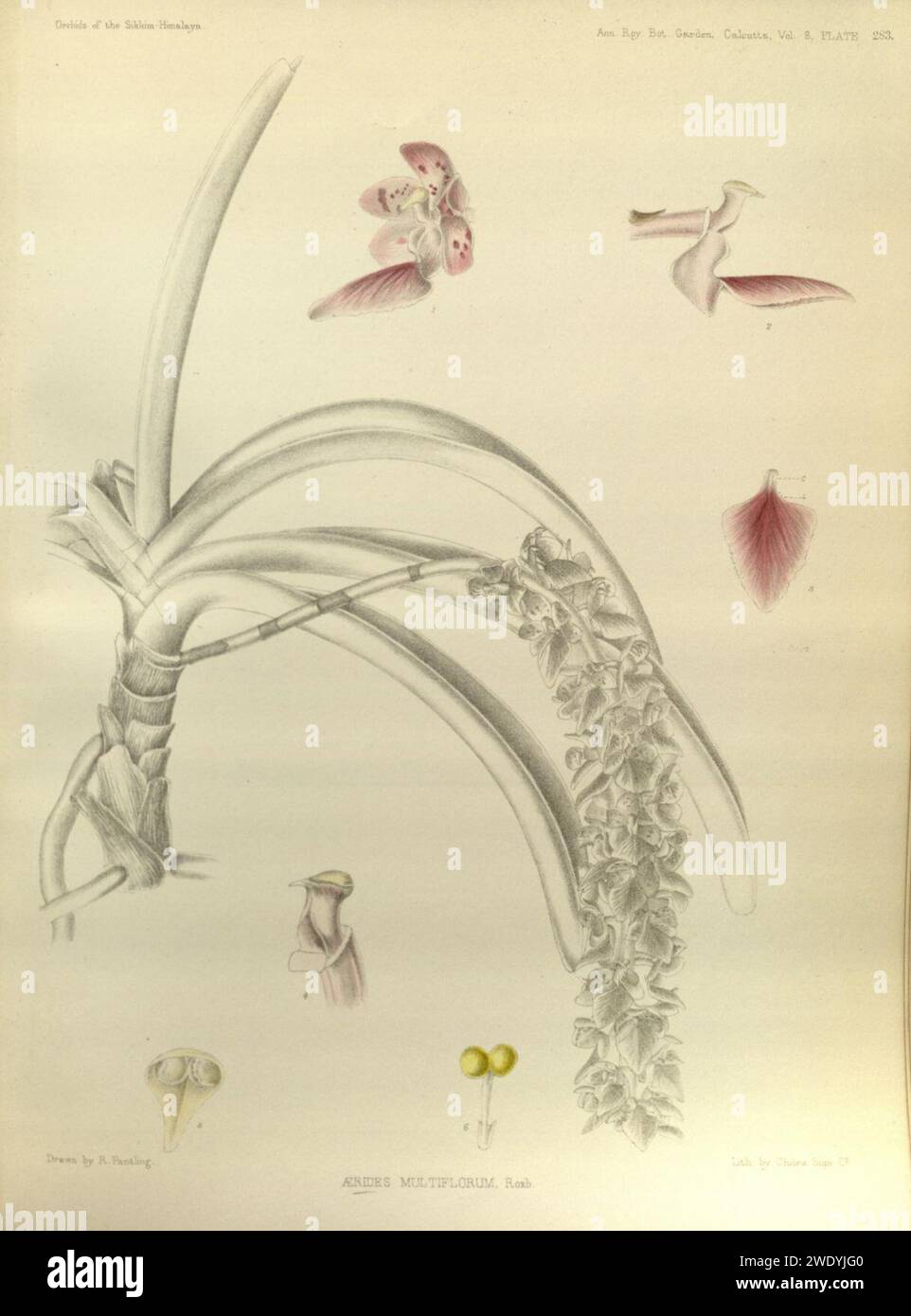 Aerides multiflora (as Aerides multiflorum) - The Orchids of the Sikkim-Himalaya pl 283 (1898). Stock Photo