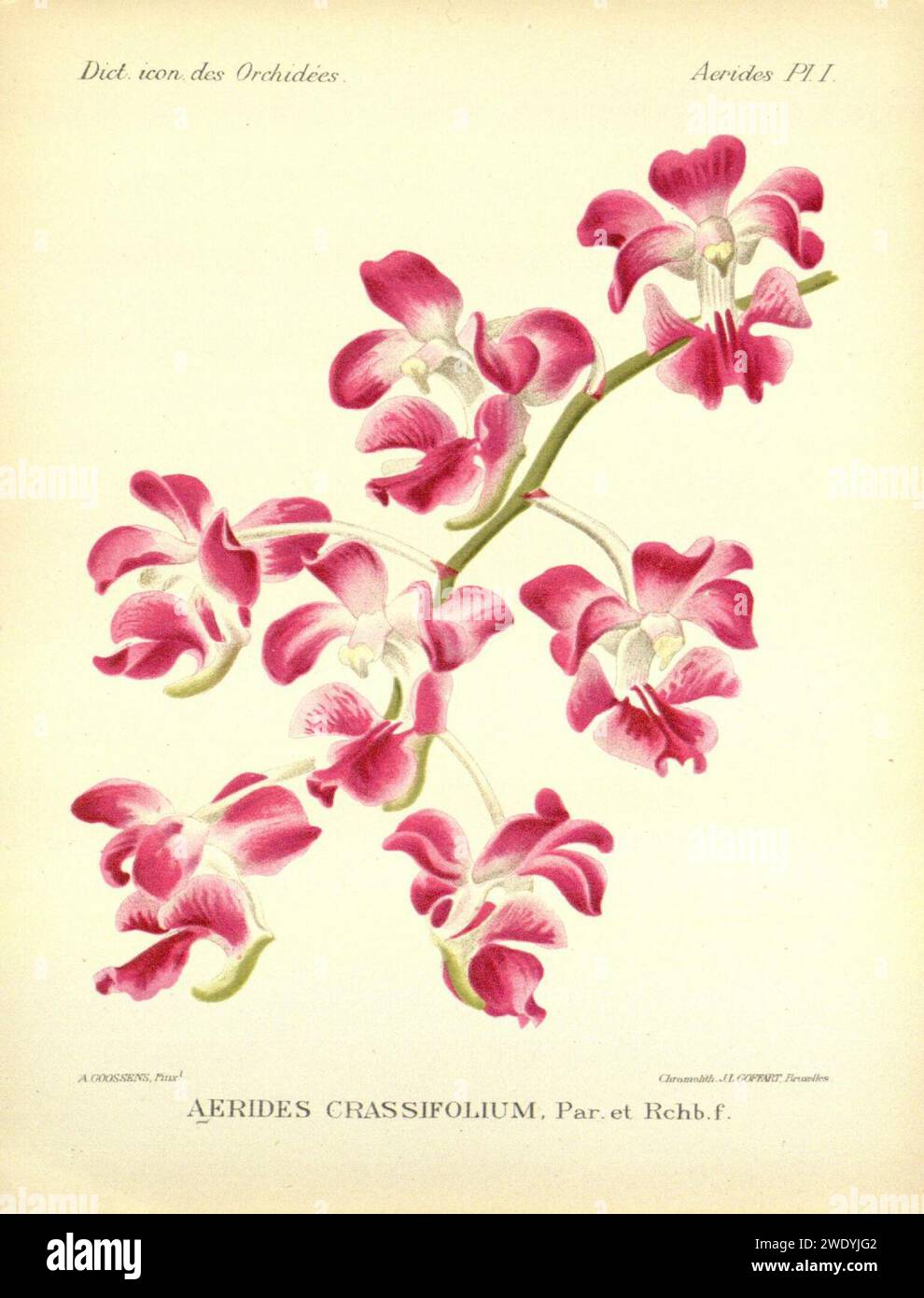 Aerides crassifolia Dict. Icon. Orchid., Aerides pl.1 (1896). Stock Photo