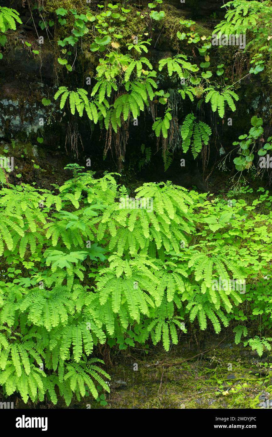 Five-fingered fern along the Lewis River Trail, Gifford Pinchot National Forest, Washington Stock Photo