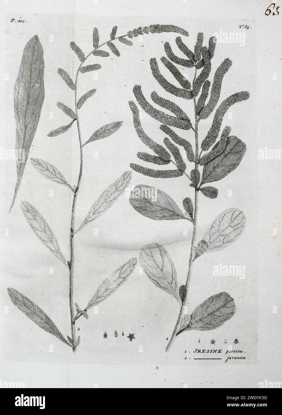 Aerva javanica as Iresine persica and Iresine javanica. Stock Photo