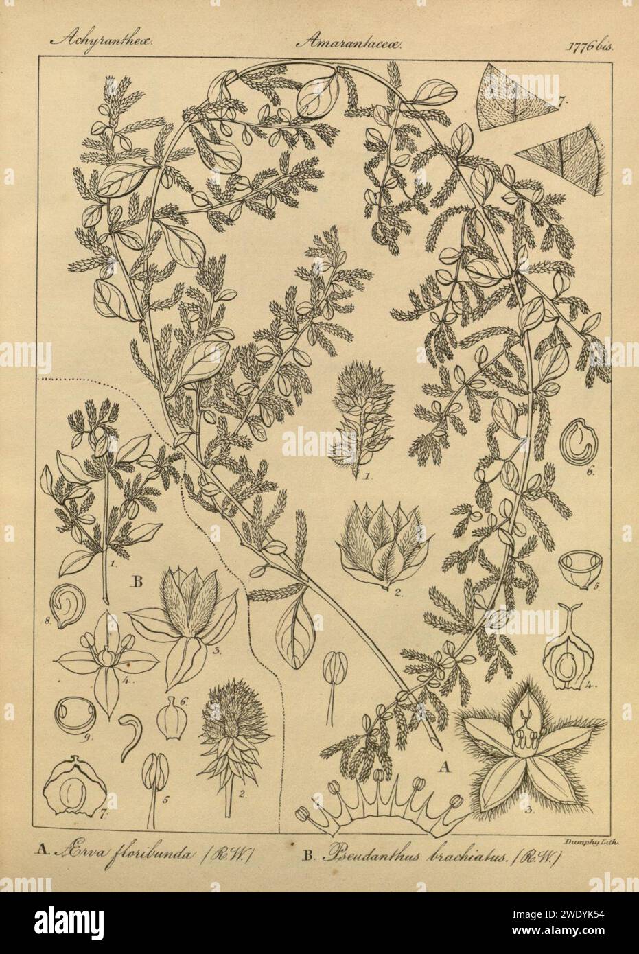 Aerva lanata as Aerva floribunda, Nothosaerva brachiata as Pseudanthus brachiatus. Stock Photo
